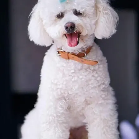 Апарт-отель The Reserve At Muckross Park