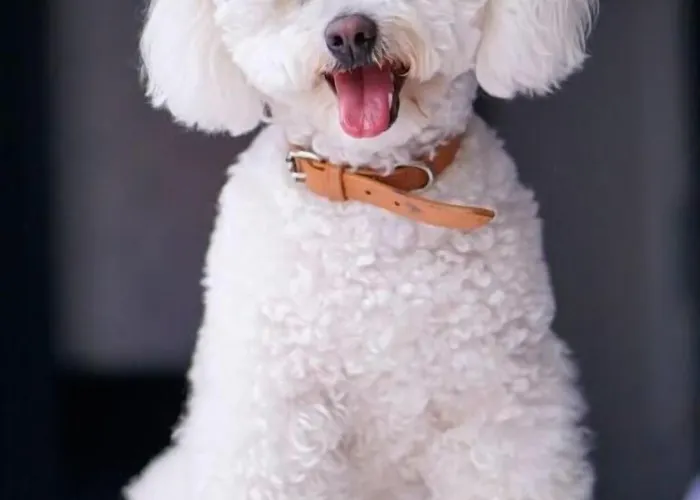 Apartmanhotel The Reserve At Muckross Park